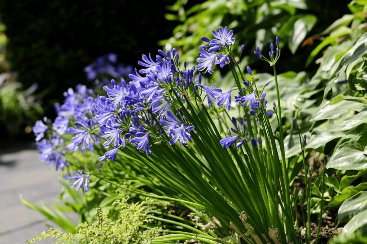 Le geste clé de septembre qui relance une floraison spectaculaire des agapanthes jusqu’à l’automne