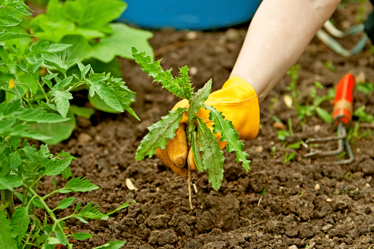 La méthode des paysagistes (et de mon grand-père) pour ne plus jamais se battre avec les mauvaises herbes en automne