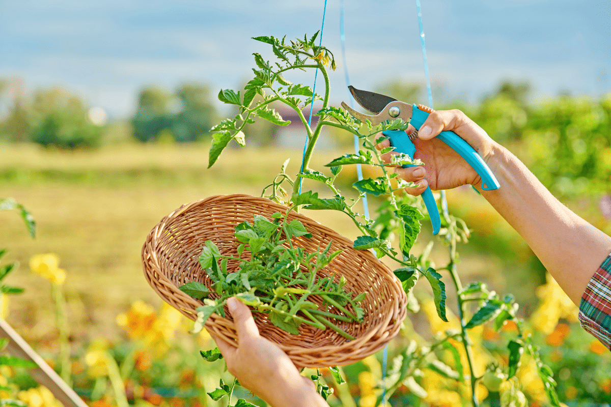 Tailler les tomates en octobre : le geste qui enflamme les jardiniers